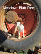 Load image into Gallery viewer, Gift Card